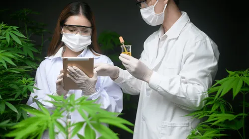 Cannabis thérapeutique : des médicaments en vente à partir de 2025