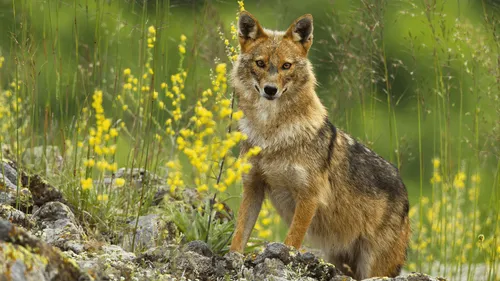 Une nouvelle espèce sauvage découverte en Loire-Atlantique 