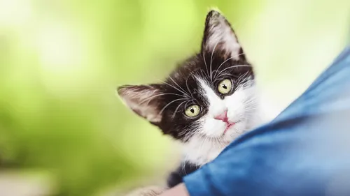 Maine-et-Loire : un homme soupçonné d’avoir empoisonné et tué de...