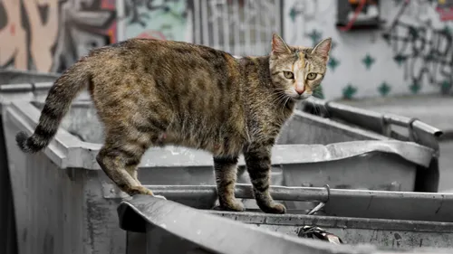 Dans la rue ou les jardins : 11 millions de chats errants vivent en...