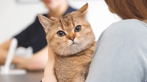 SPA : la prise en charge des animaux en hausse, les adoptions en...