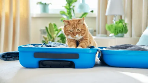 New York : un chat retrouvé dans une valise à l’aéroport