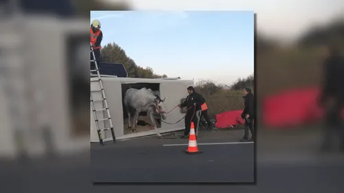 Deux-Sèvres : le toit d'un van découpé pour secourir un cheval