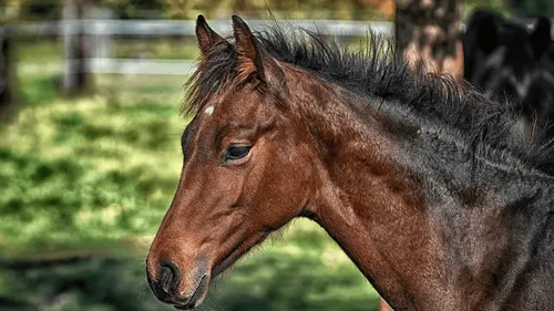 Direction le Salon du cheval ce week-end à Angers !