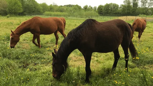 Ille-et-Vilaine : un cheval se cabre, 5 collégiens hospitalisés