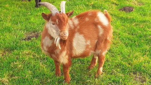 Bretagne : un appel à témoins pour retrouver huit chèvres miniatures
