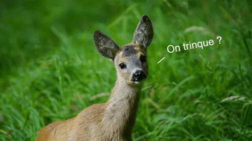 Prenez garde aux chevreuils ivres sur la route !