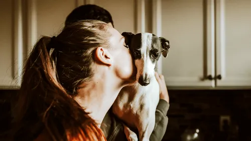 SPA : plus de 7 000 animaux en attente d'adoption, des refuges saturés