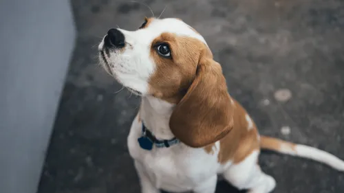 Les Français condamnent l’abandon d’animaux