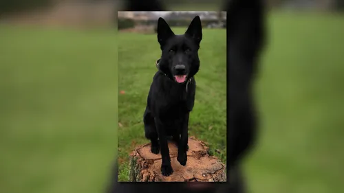 Indre-et-Loire : un octogénaire se perd, il est retrouvé par une...