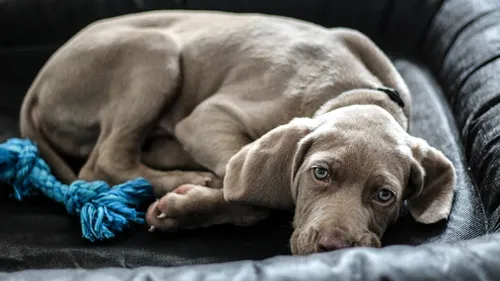 Loire-Atlantique : l'éleveuse condamnée pour maltraitance animale...