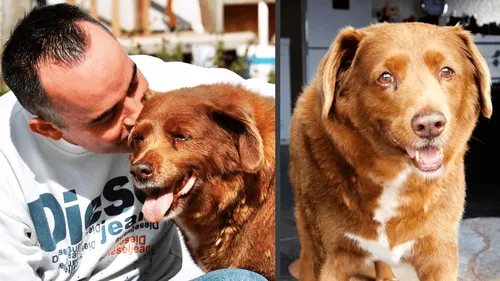 Le plus vieux chien au monde est mort à 31 ans