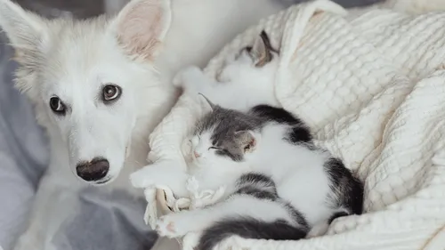 Charente : la 4e plus grande SPA de France menacée de fermeture