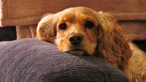 Bretagne : un chien retrouvé noyé dans le Trieux, attaché à un...