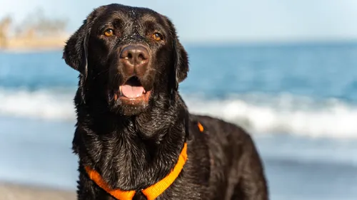 Saint-Nazaire : 6 plages ne sont plus autorisées aux chiens