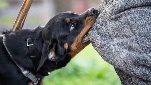 Bretagne : un rottweiler blesse gravement une femme et attaque un...