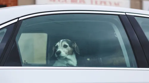 Une ville de l'Indre interdit de laisser son animal dans une...