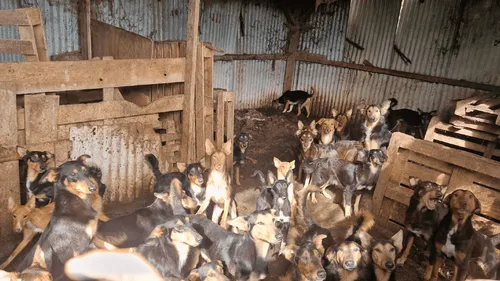 Des images de "l'horreur" : une centaine de chiens et 20 chats...