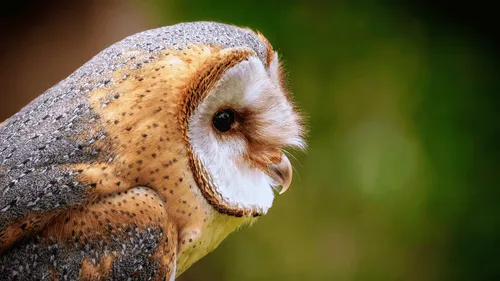 Les pompiers d’Amboise sauvent une chouette piégée à quatre mètres...
