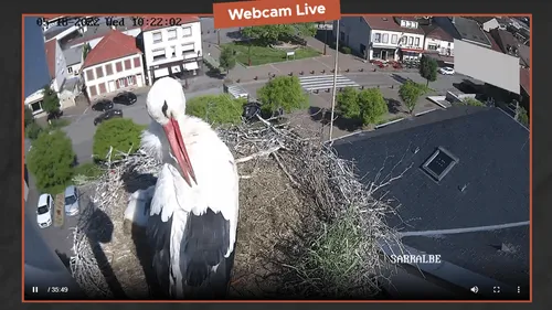 Une cigogne jette son petit hors du nid et choque les internautes