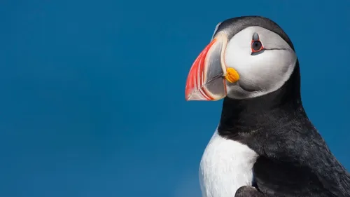 À cause des tempêtes à répétition, plusieurs centaines d’oiseaux...