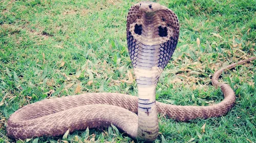 Un enfant survit à une attaque de cobra en le mordant 
