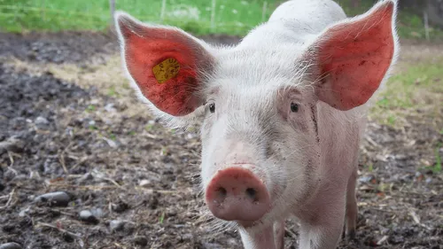 Pays-Bas : Des cochons pour sécuriser l’aéroport d’Amsterdam