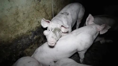 Côtes d'Armor : un élevage porcin et un élevage de lapins dans le...