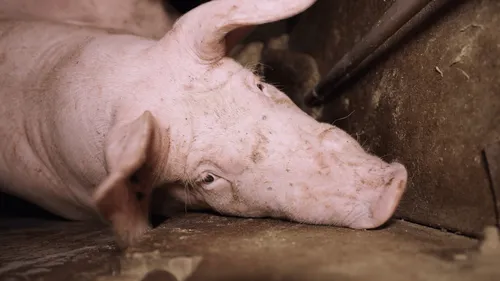 Un élevage de porcs fermé en urgence dans le Finistère