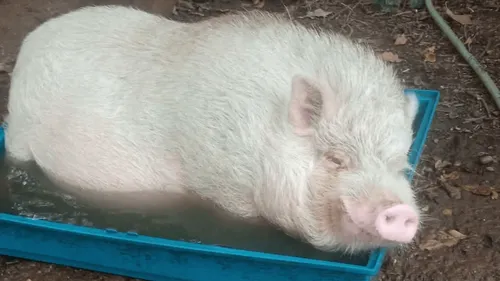"Sa famille est très inquiète" : un cochon activement recherché...