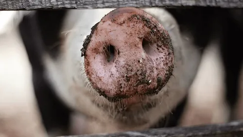 Deux-Sèvres : les pompiers portent secours à dix cochons tombés...