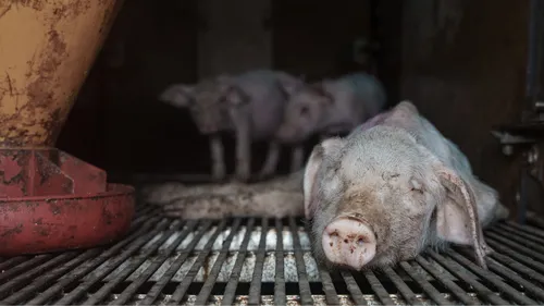 Maltraitance animale : un élevage porcin breton épinglé par L214