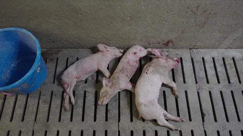 Lidl et deux élevages de la Sarthe et du Finistère épinglés par L214