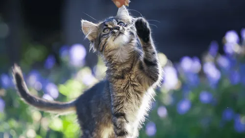 Qui sera élu plus beau chat de Rennes ?