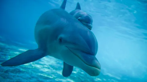 Loire-Atlantique : à la rencontre des dauphins de Planète Sauvage