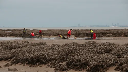 Charente-Maritime : onze dauphins s’échouent sur une plage
