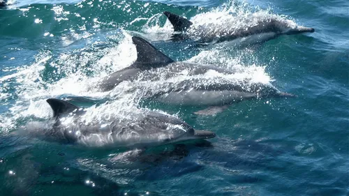 Nouvel échouage de dauphins sur la côte atlantique