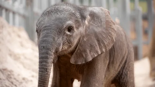 Une naissance inédite depuis 14 ans au ZooParc de Beauval