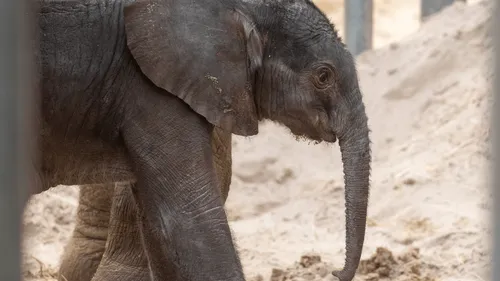 Un éléphanteau voit le jour au zoo de Beauval