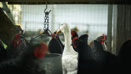 Un foyer de grippe aviaire détecté dans l’Indre