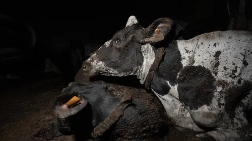 Vaches à l’agonie, animaux qui pataugent dans leurs excréments : un...