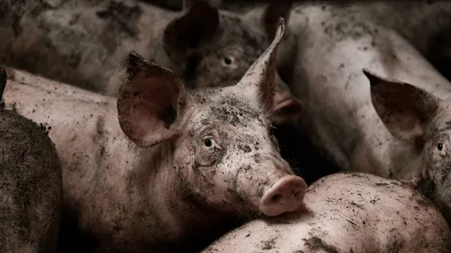 Côtes-d'Armor : 8 exploitations porcines épinglées par L214