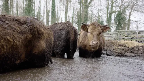 Bretagne : 60 bovins retrouvés dans une mare de lisier, une enquête...