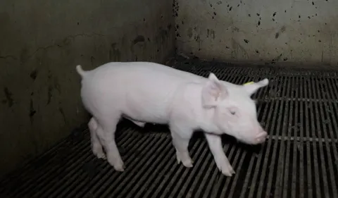 Des conditions jugées "insalubres" : les élevages du leader...