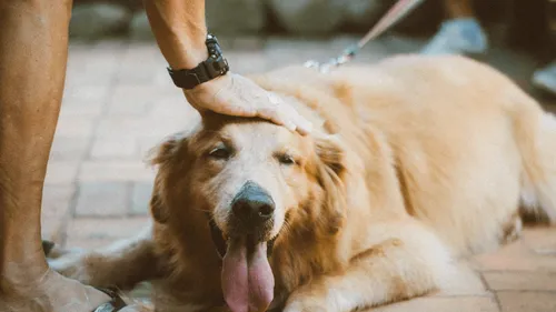 Casting : des célibataires propriétaires d’un chien recherchés pour...