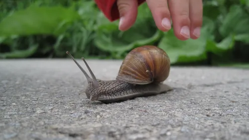 A Brest, on déménage les escargots pour faire passer le tram