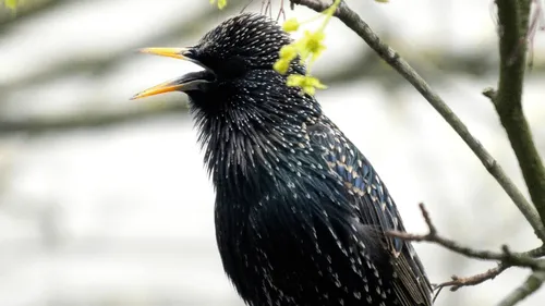 Des buses à La Roche-sur-Yon pour chasser les étourneaux