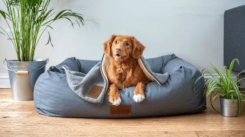 Notre animal domestique ? Un membre de la famille pour beaucoup...