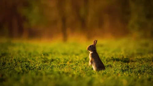 A-t-on fait le coup du lapin à Pinpin ?