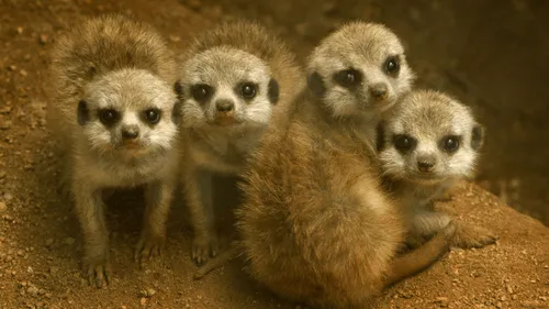 850 animaux évacués du zoo du Bassin d’Arcachon